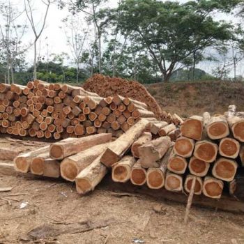 madera-export trading sas (2)