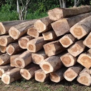 madera-export trading sas (4)