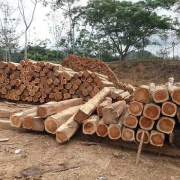 madera-export trading sas (6)